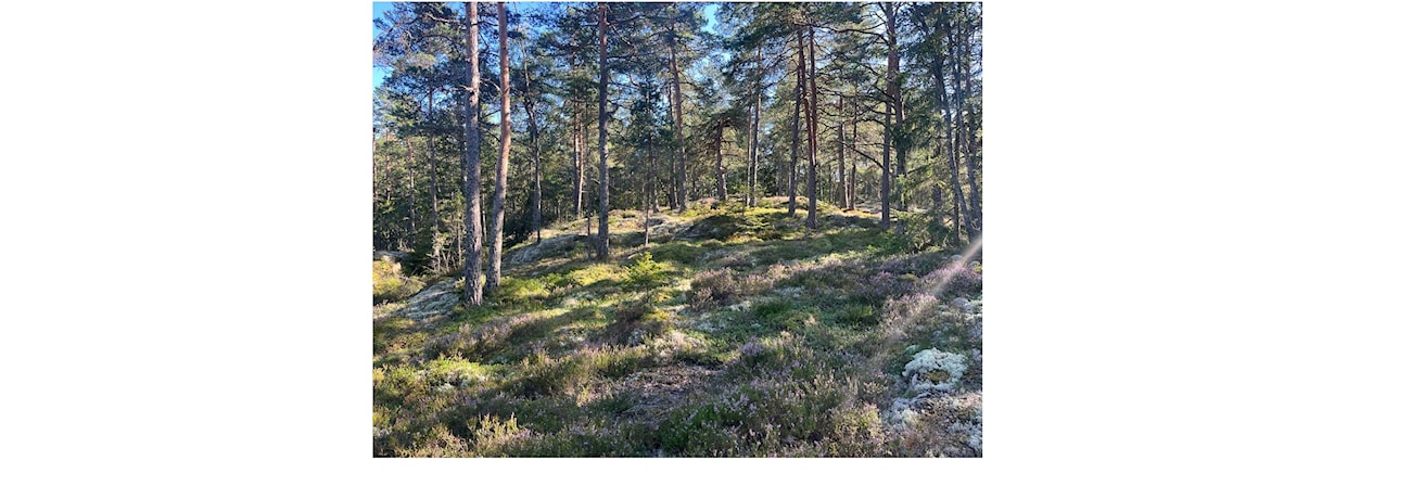 Treningsløp Bliksøya